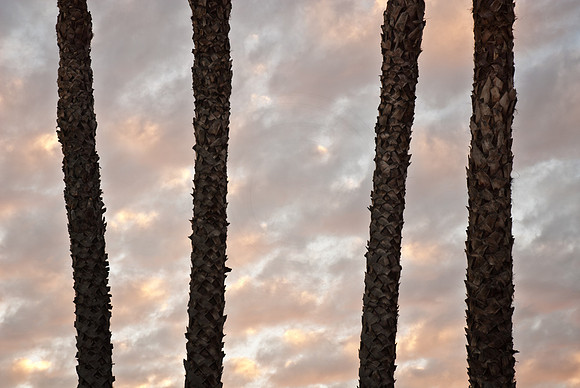 Palm Pressed Sunset