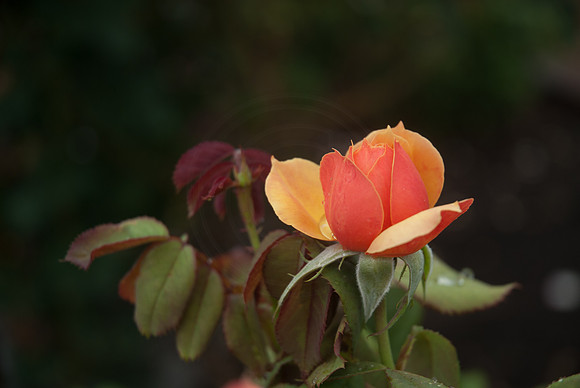 Autumn Rose in The Summer