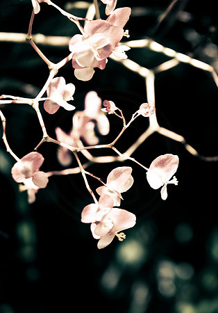 Bokehish Begonia