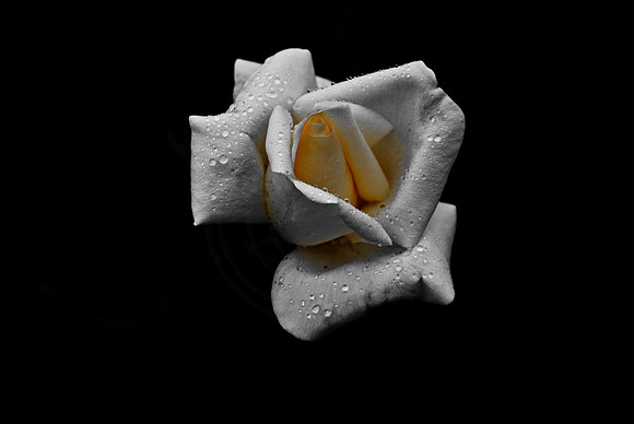 The Yellow Glow Rose