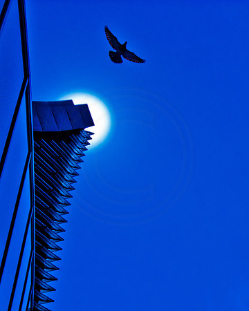 Flight In Blue