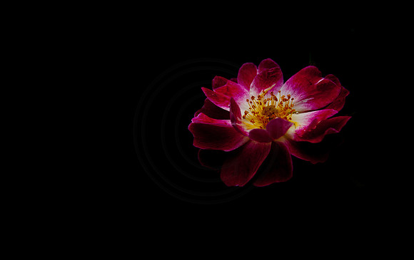 Red Rose In The Dark