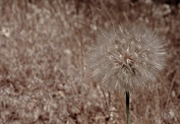 Dandy Phase