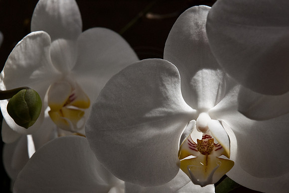 White Orchid Up Close