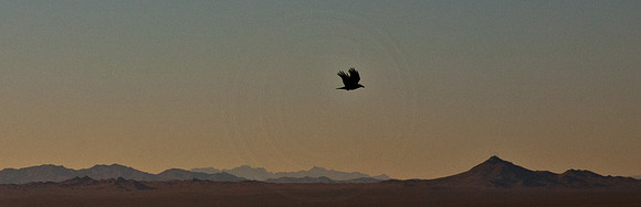 Desert Crow and Mountains