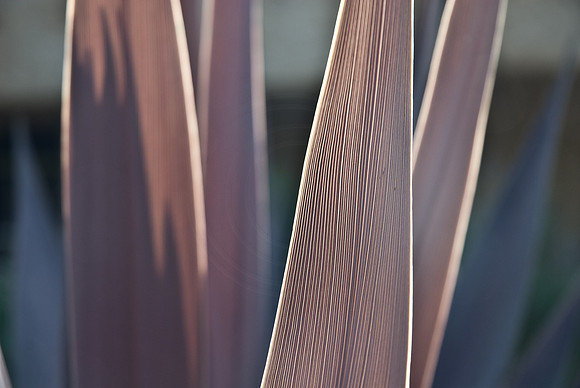 Shades Of Blades