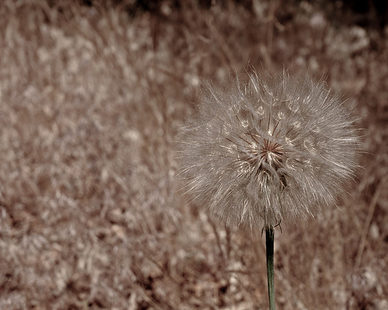 Dandy Phase
