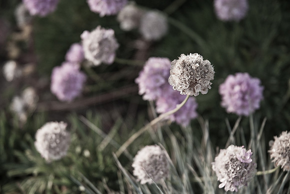 The Clover Is Over