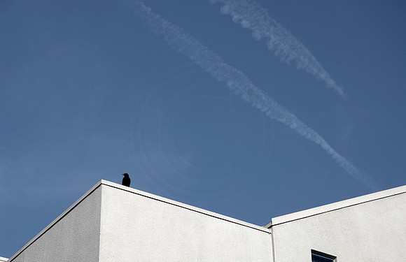 Something To Crow About