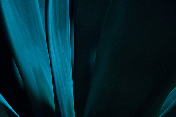 Blue Agave