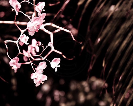 Bokehish Begonia